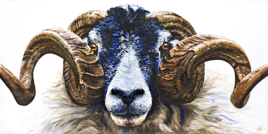 Swaledale Ram