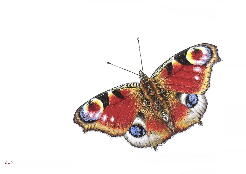 Peacock Butterfly painting